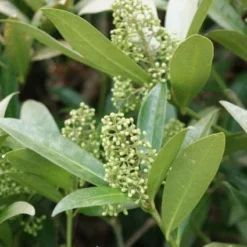 Skimmia (Skimmia Confusa 'Kew Green') 12 Skimmia (Skimmia Confusa 'Kew Green') -Tuin Verhaal Verkoopwinkel 20120228154247 3