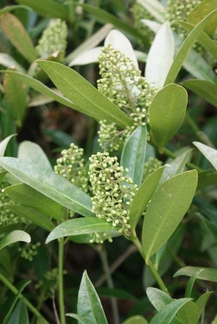 Skimmia (Skimmia Confusa 'Kew Green') 5 Skimmia (Skimmia Confusa 'Kew Green') - Afbeelding 3