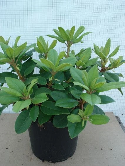 Rhododendron (Rhododendron Catawbiense 'Boursault') 8 Rhododendron (Rhododendron Catawbiense 'Boursault') - Afbeelding 6