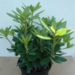 Rhododendron (Rhododendron Catawbiense 'Grandiflorum') -Tuin Verhaal Verkoopwinkel 20120305135657 13