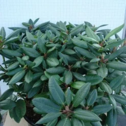 Rhododendron (Rhododendron Catawbiense 'Boursault') 15 Rhododendron (Rhododendron Catawbiense 'Boursault') -Tuin Verhaal Verkoopwinkel 20120305140234 2
