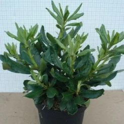 Rhododendron (Rhododendron 'Nova Zembla') -Tuin Verhaal Verkoopwinkel 20120305140253 7