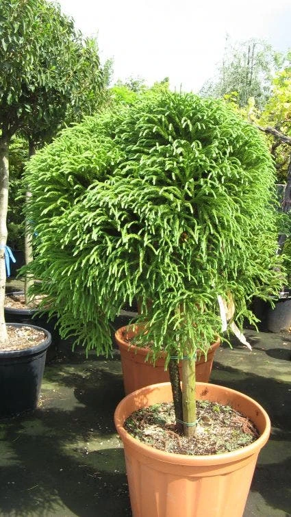 Sikkelden Op Stam (Cryptomeria Japonica 'Globosa Nana') 3 Sikkelden Op Stam (Cryptomeria Japonica 'Globosa Nana')