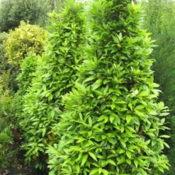 Echte Laurier Als Piramide (Laurus Nobilis) -Tuin Verhaal Verkoopwinkel 20120821144442 7