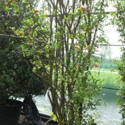 Granaatappel Als Struik (Punica Granatum) 14 Granaatappel Als Struik (Punica Granatum) -Tuin Verhaal Verkoopwinkel 20120821153129 7