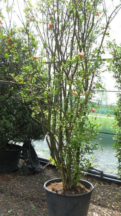 Granaatappel Als Struik (Punica Granatum) 8 Granaatappel Als Struik (Punica Granatum) - Afbeelding 6
