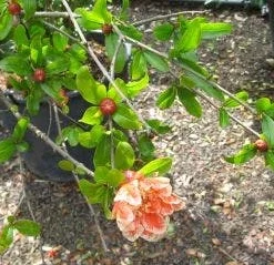 Granaatappel Als Struik (Punica Granatum) 11 Granaatappel Als Struik (Punica Granatum) -Tuin Verhaal Verkoopwinkel 20120821153145 7