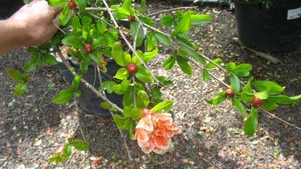 Granaatappel Als Struik (Punica Granatum) 5 Granaatappel Als Struik (Punica Granatum) - Afbeelding 3