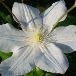 Bosrank (Clematis 'Madame Le Coultre') -Tuin Verhaal Verkoopwinkel 20120903131948 1