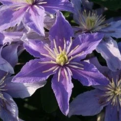 Bosrank (Clematis 'Justa') -Tuin Verhaal Verkoopwinkel 20120919134614 1
