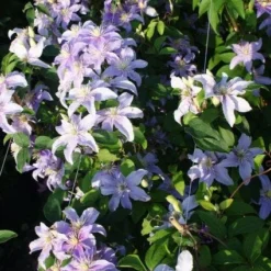 Bosrank (Clematis 'Justa') -Tuin Verhaal Verkoopwinkel 20120919134633 1