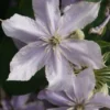 Bosrank (Clematis 'Justa') 1 Bosrank (Clematis 'Justa') -Tuin Verhaal Verkoopwinkel 20120919134711 1