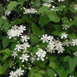Bosrank (Clematis 'Paul Farges') -Tuin Verhaal Verkoopwinkel 20120919135912 1