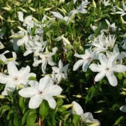 Bosrank (Clematis 'Madame Le Coultre') -Tuin Verhaal Verkoopwinkel 20120919151411 1