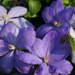 Bosrank (Clematis 'Mrs Cholmondeley') -Tuin Verhaal Verkoopwinkel 20120919151745 1