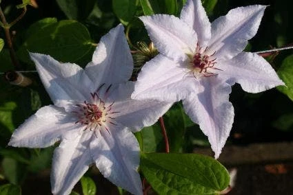 Bosrank (Clematis 'Snow Queen') 7 Bosrank (Clematis 'Snow Queen') - Afbeelding 5