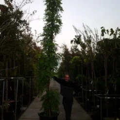 Blauwe Regen (Wisteria Sinensis) -Tuin Verhaal Verkoopwinkel 20121012085312 13