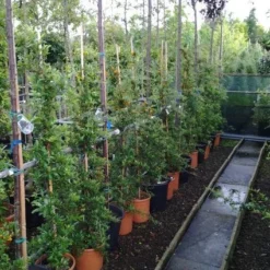 Vuurdoorn (Pyracantha 'Soleil D'Or') -Tuin Verhaal Verkoopwinkel 20121017141100 4