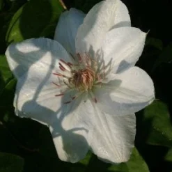 Bosrank (Clematis 'Mrs George Jackman') -Tuin Verhaal Verkoopwinkel 20121017155031 1