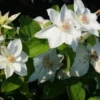 Bosrank (Clematis 'Mrs George Jackman') -Tuin Verhaal Verkoopwinkel 20121017155045 1