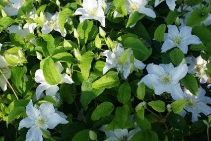 Bosrank (Clematis 'Yukikomachi') 4 Bosrank (Clematis 'Yukikomachi') - Afbeelding 2
