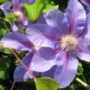 Bosrank (Clematis 'Etoile De Malicorne') -Tuin Verhaal Verkoopwinkel 20121030154418 1