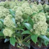 Skimmia (Skimmia Japonica 'Fragrant Cloud') -Tuin Verhaal Verkoopwinkel 20121121145151 2