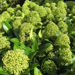 Skimmia (Skimmia Japonica 'Fragrant Cloud') -Tuin Verhaal Verkoopwinkel 20121121145218 2