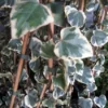 Kaukasische Klimop (Hedera Colchica 'Dentata Variegata') -Tuin Verhaal Verkoopwinkel 20121121150412 6