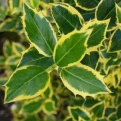 Hulst Op Stam (Ilex 'Argentea Marginata') -Tuin Verhaal Verkoopwinkel 20130121124819 1