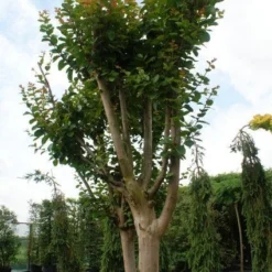Roze Lagerstroemia Als Boom (Lagerstroemia Indica) 22 Roze Lagerstroemia Als Boom (Lagerstroemia Indica) -Tuin Verhaal Verkoopwinkel 20130121162344 9