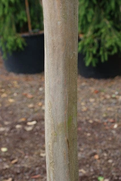 Roze Lagerstroemia Als Boom (Lagerstroemia Indica) 4 Roze Lagerstroemia Als Boom (Lagerstroemia Indica) - Afbeelding 2