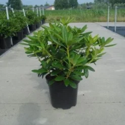 Rhododendron (Rhododendron Catawbiense 'Grandiflorum') -Tuin Verhaal Verkoopwinkel 20130214153505 13