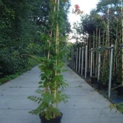 Trompetbloem (Campsis Tagliabuana 'Mme Galen') 14 Trompetbloem (Campsis Tagliabuana 'Mme Galen') -Tuin Verhaal Verkoopwinkel 20130215104653 9