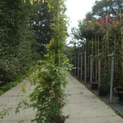 Blauwe Regen (Wisteria Sinensis) -Tuin Verhaal Verkoopwinkel 20130215105427 13