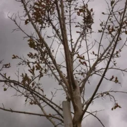 Roze Lagerstroemia Als Boom (Lagerstroemia Indica) 25 Roze Lagerstroemia Als Boom (Lagerstroemia Indica) -Tuin Verhaal Verkoopwinkel 20130522141211 8