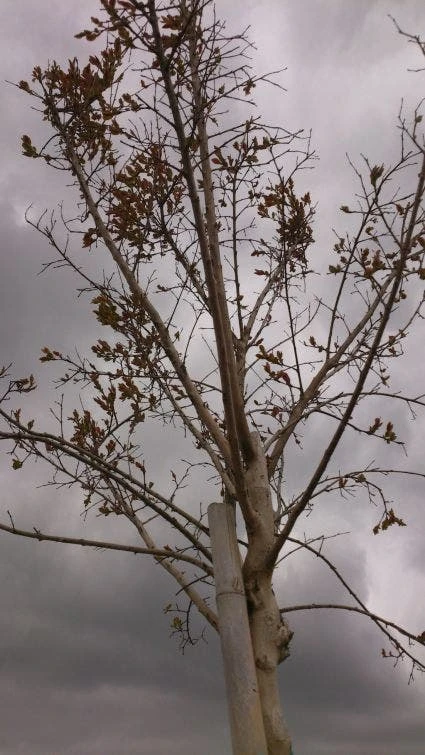 Roze Lagerstroemia Als Boom (Lagerstroemia Indica) 8 Roze Lagerstroemia Als Boom (Lagerstroemia Indica) - Afbeelding 6