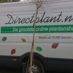 Roze Lagerstroemia Als Boom (Lagerstroemia Indica) 24 Roze Lagerstroemia Als Boom (Lagerstroemia Indica) -Tuin Verhaal Verkoopwinkel 20130522141225 8