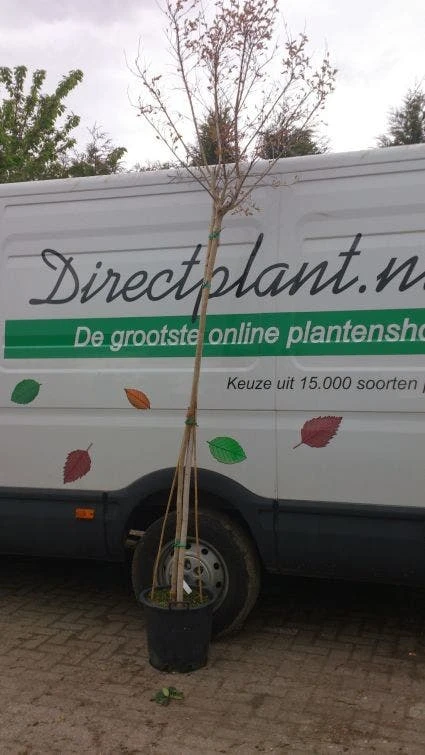 Roze Lagerstroemia Als Boom (Lagerstroemia Indica) 7 Roze Lagerstroemia Als Boom (Lagerstroemia Indica) - Afbeelding 5