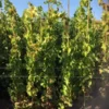 Druif (Vitis Vinifera 'Alphonse Lavalle') 1 Druif (Vitis Vinifera 'Alphonse Lavalle') -Tuin Verhaal Verkoopwinkel 20180920 joha ord t2 335 1