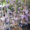Blauwe Regen Als Leivorm (Wisteria Brachybotrys 'Yokohama Fuji') -Tuin Verhaal Verkoopwinkel 20190507 113255 resized
