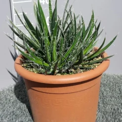 Winterharde Agave (Agave Shidigera) -Tuin Verhaal Verkoopwinkel 20190628 114010 resized