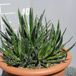 Winterharde Agave (Agave Shidigera) -Tuin Verhaal Verkoopwinkel 20190628 114021 resized