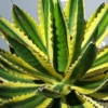Winterharde Agave (Agave Lophanta 'Quadricolor') 2 Winterharde Agave (Agave Lophanta 'Quadricolor') -Tuin Verhaal Verkoopwinkel 20190628 114416 resized