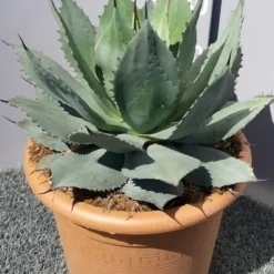 Winterharde Agave (Agave Ovalifolia) 9 Winterharde Agave (Agave Ovalifolia) -Tuin Verhaal Verkoopwinkel 20190628 114503 resized