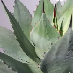 Winterharde Agave (Agave Ovalifolia) 8 Winterharde Agave (Agave Ovalifolia) -Tuin Verhaal Verkoopwinkel 20190628 114523 resized