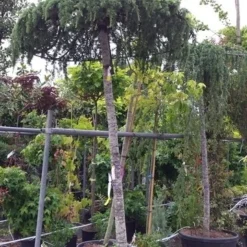 Ceder Als Dakboom (Cedrus Deodara 'Pendula') -Tuin Verhaal Verkoopwinkel 20190712 120943