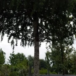 Ceder Als Dakboom (Cedrus Deodara 'Pendula') -Tuin Verhaal Verkoopwinkel 20190712 120955