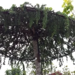 Ceder Als Dakboom (Cedrus Deodara 'Pendula') -Tuin Verhaal Verkoopwinkel 20190712 121003
