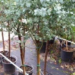 Eucalyptus Op Stam (Eucalyptus Gunnii) -Tuin Verhaal Verkoopwinkel 20190712 152604